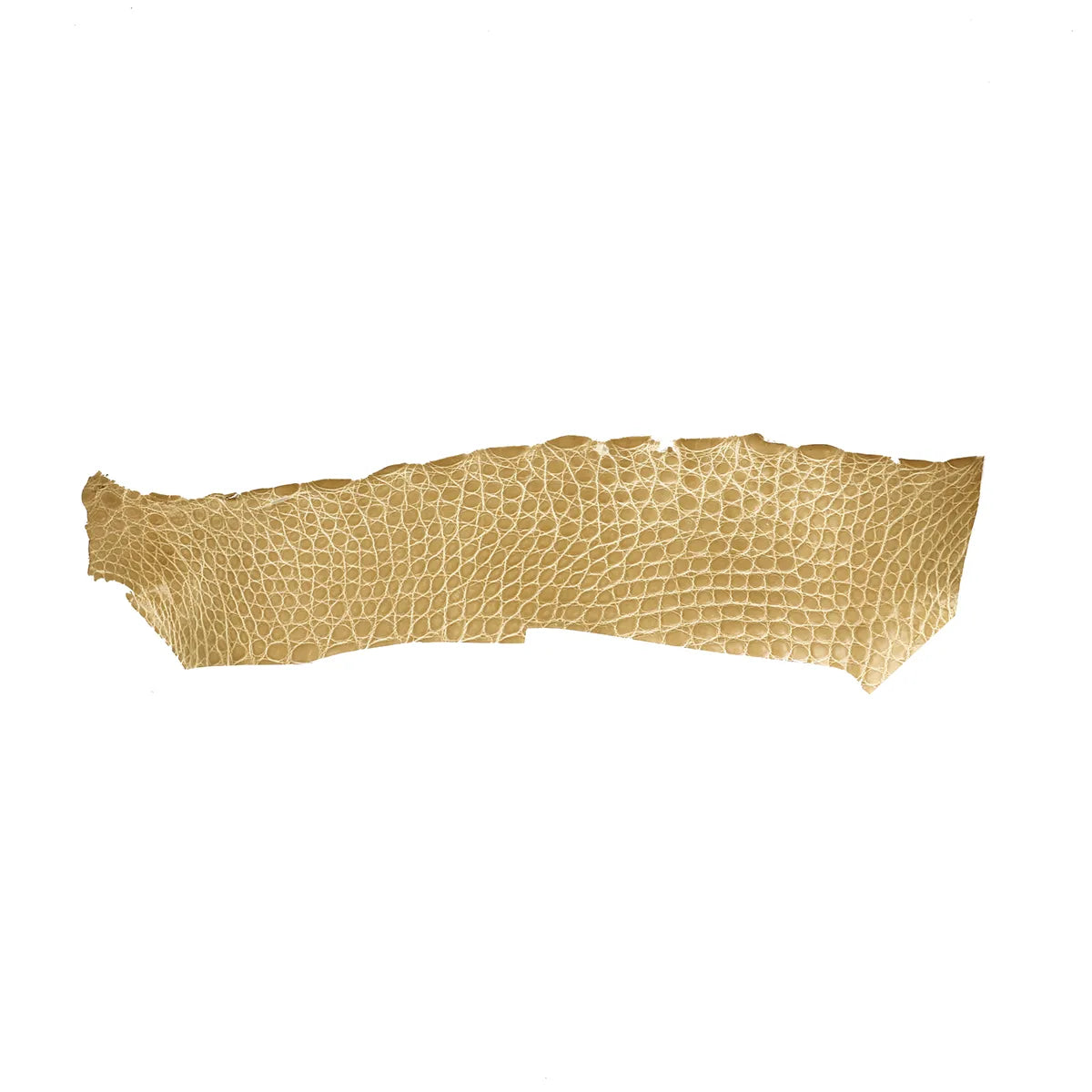 Grande découpe de flanc d'alligator couleur sable. Cuir exotique pour fabrication de bijoux, bracelet de montre...