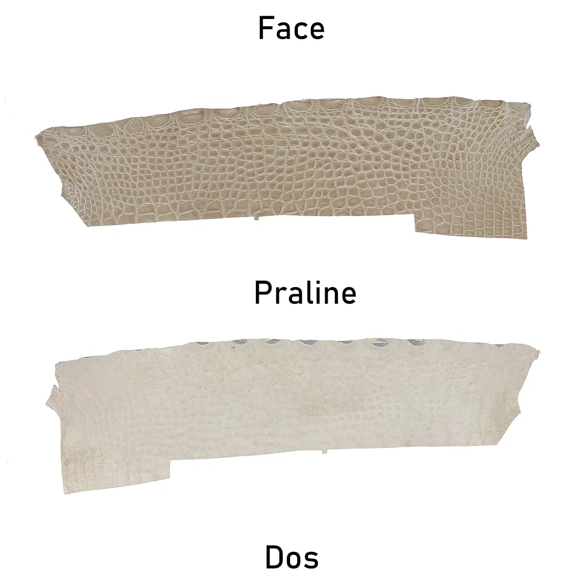 Flanc de cuir d'alligator couleur praline, côté face et côté dos 