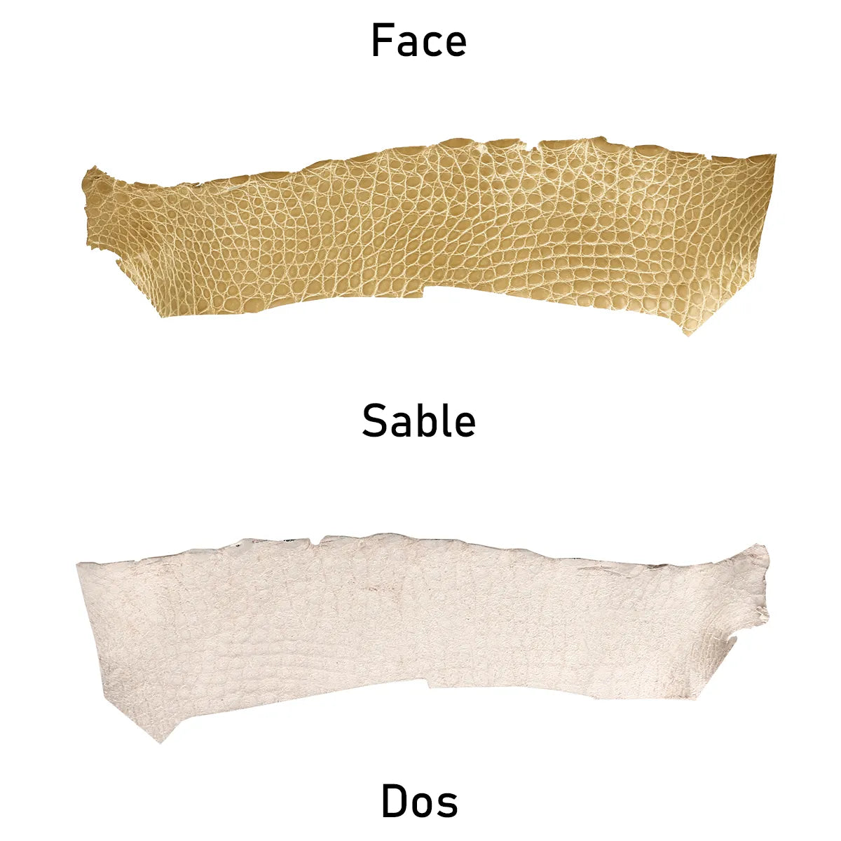 Cuir d'alligator couleur sable, écailles dessinées et régulières