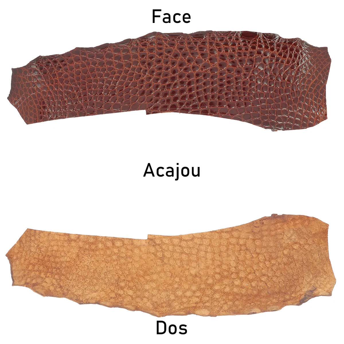 Cuir d'alligator marron brillant pour création de maroquinerie et bijoux