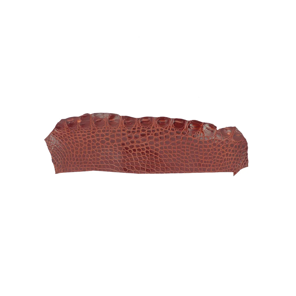 Petite découpe de flanc de cuir d'alligator marron acajou brillant pour création de bijoux, maroquinerie et accessoire