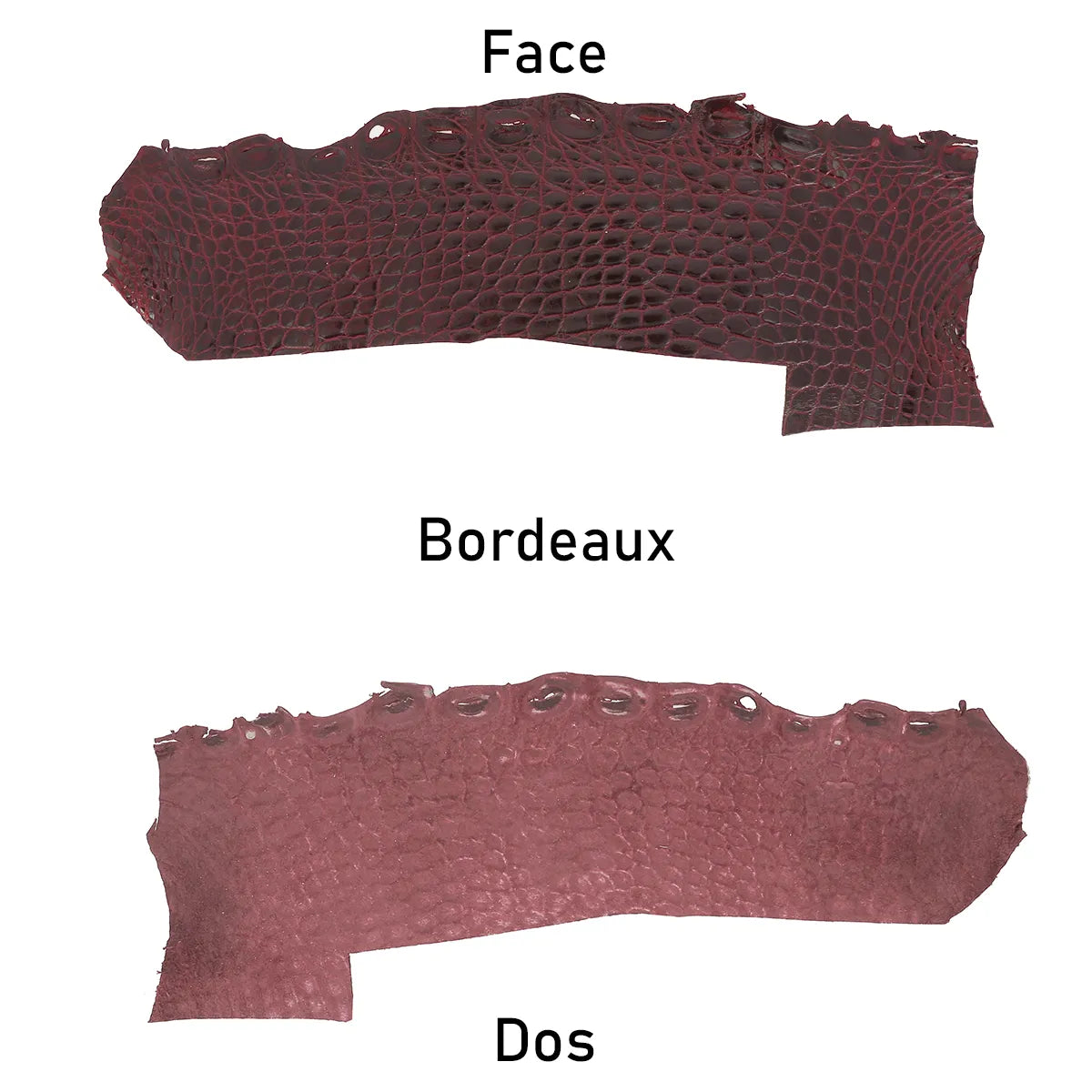 Flanc de cuir d'alligator couleur rouge bordeaux, côté face et côté dos 