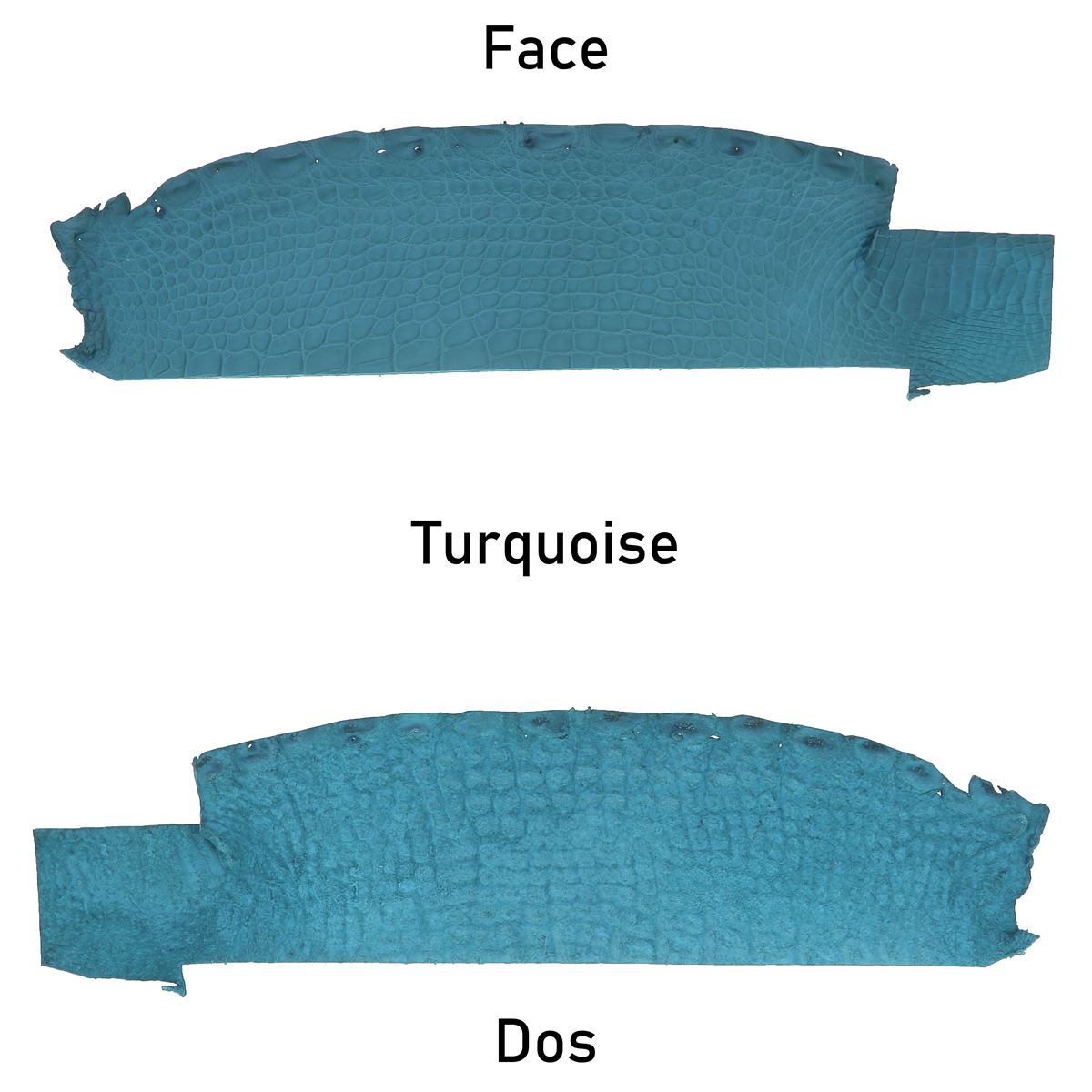 Morceaux de cuir d'alligator mat de couleur bleu turquoise, texture élégante, pour projets de maroquinerie ou décoration.