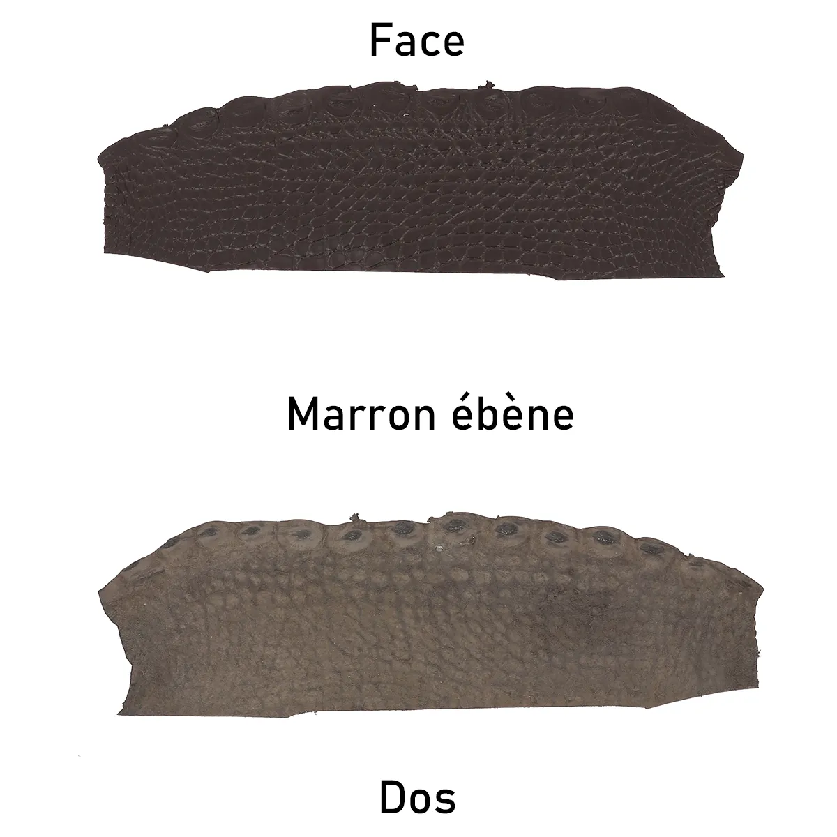 Flanc de cuir d'alligator marron foncé, côté face et côté dos du cuir