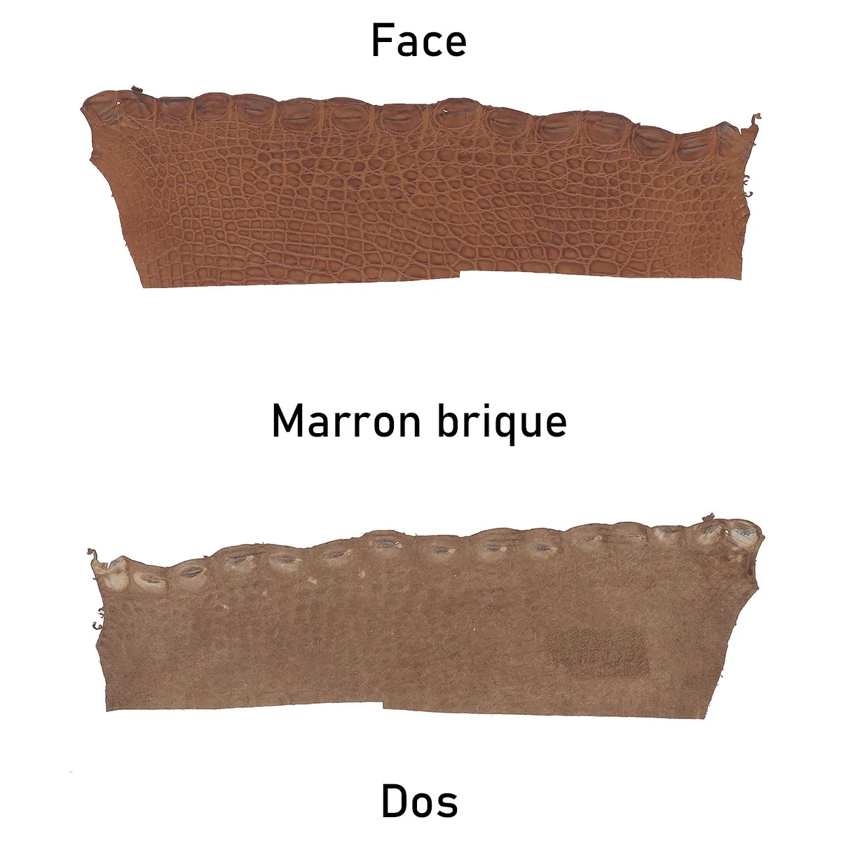 Cuir d'alligator marron, côté face et côté dos. Flanc d'alligator pour utilisation de bracelet de montre, bijoux, petite maroquinerie, porte-clés...