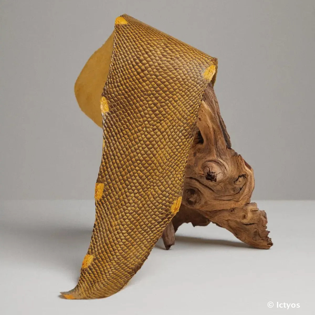 Cuir de saumon finition dégradée couleur jaune bourdon de la gamme Squama de la tannerie Française Ictyos.