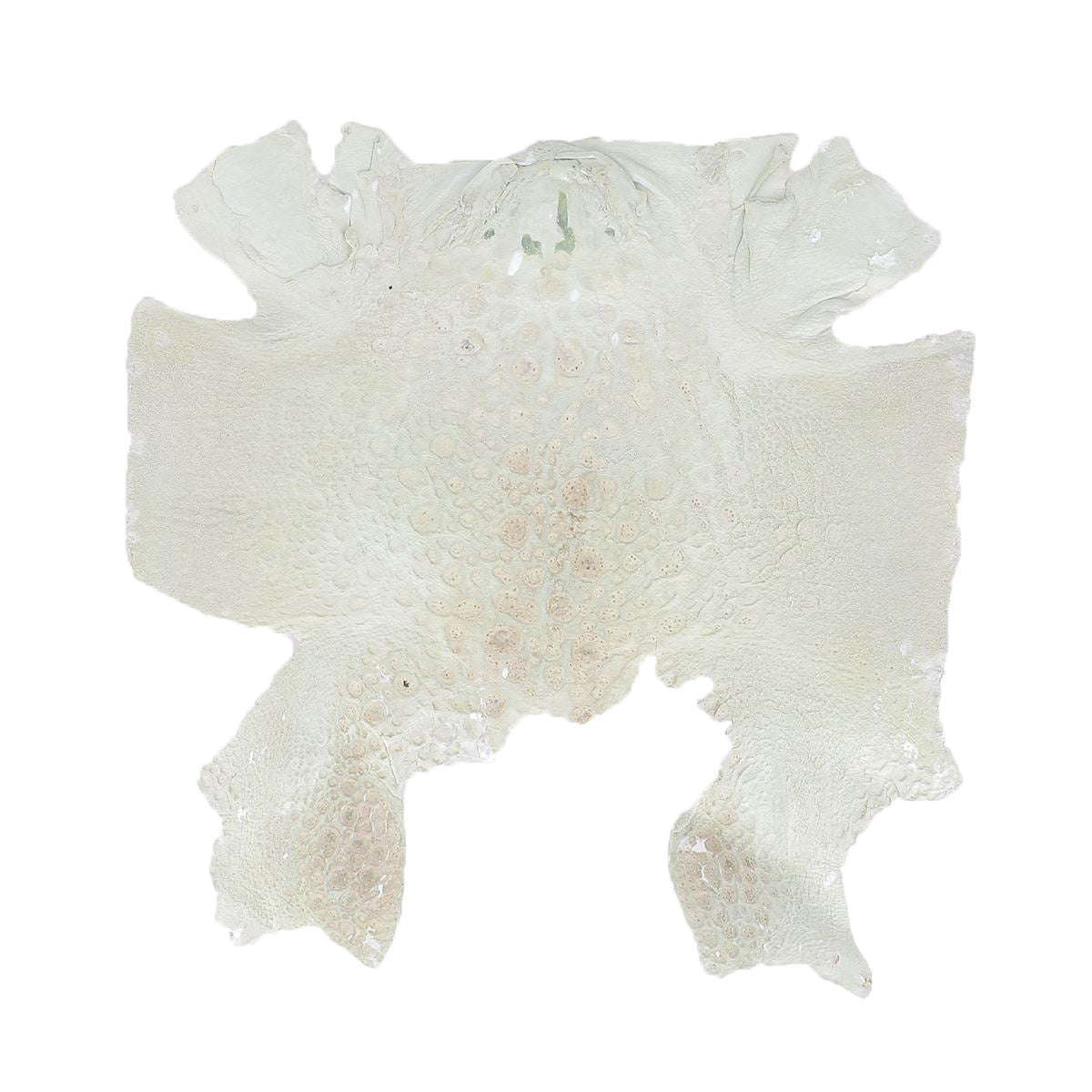 Peau de cuir de crapaud blanc et argent de la marque Autres, texture brillante et détails visibles sur la surface.
