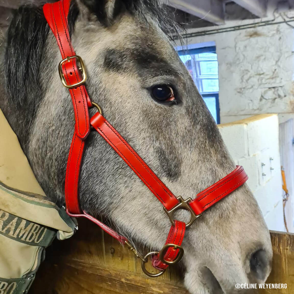 Anneau de licol en cuir pour cheval avec deux passants, bouclerie équine robuste et durable.